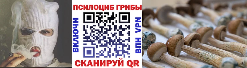 Купить где  Пласт  Псилоцибиновые грибы Psilocybine cubensis 